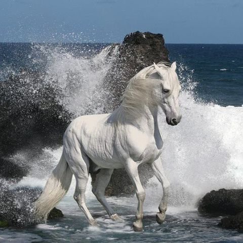 у моря - лошадь - оригинал