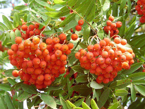 рябина - листья, рябина, ягоды, осень - оригинал