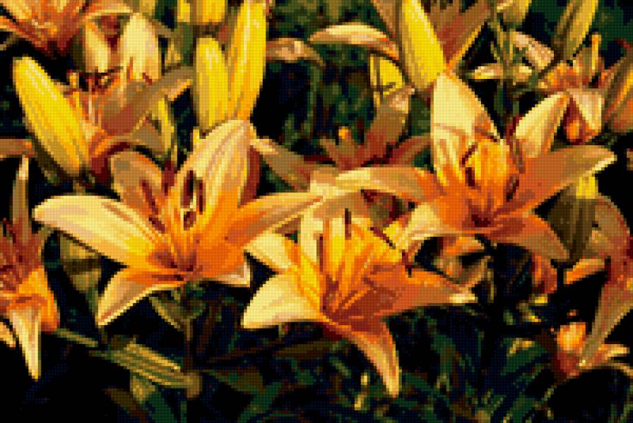 лилии - цветы, лилии - предпросмотр