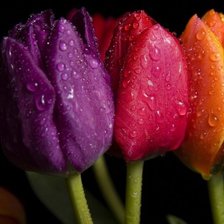 Схема вышивки «№48383»