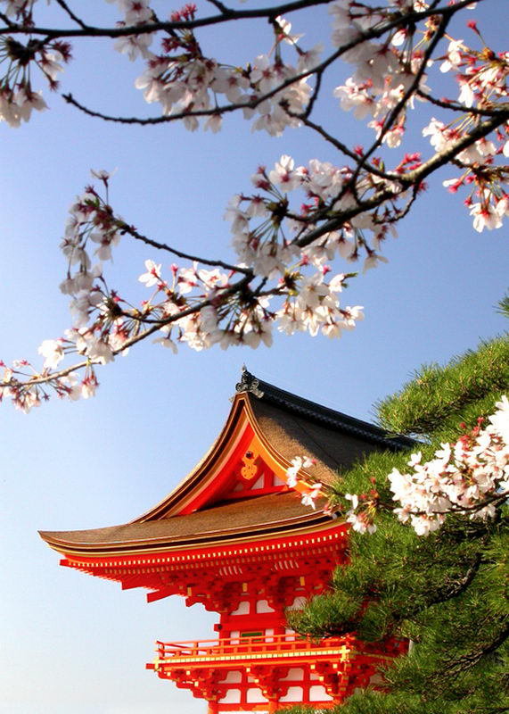 пейзаж - сакура, япония, пагода, архитектура, пейзаж - оригинал