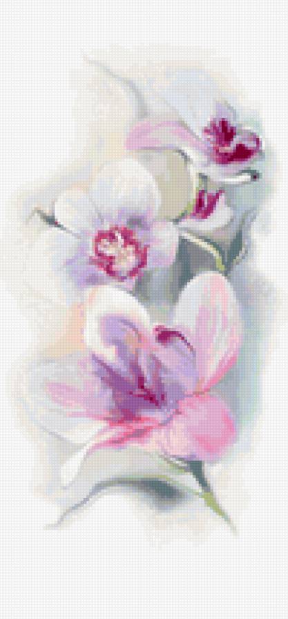 орхидея - фаленопсис, цветы, орхидея - предпросмотр