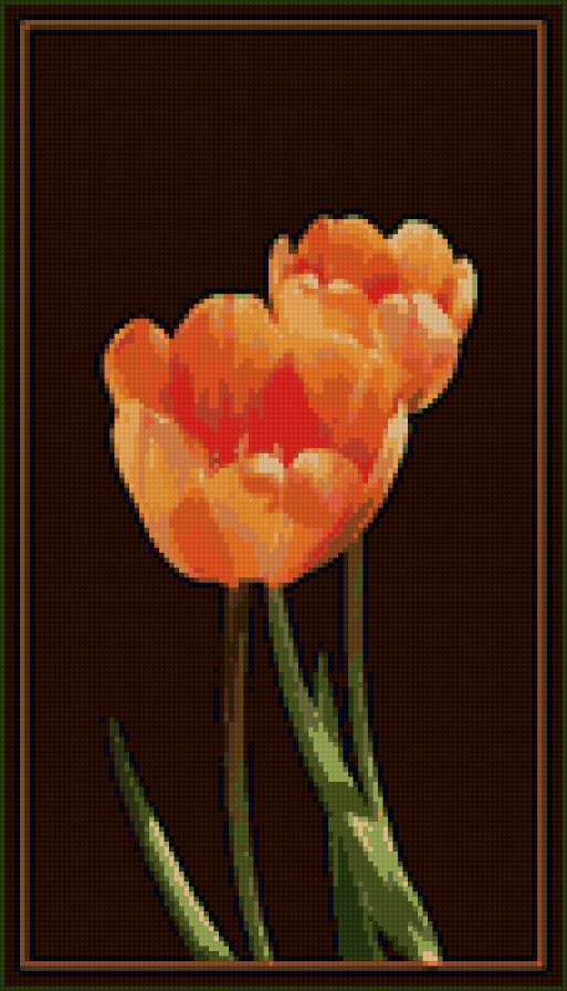 тюльпаны - букет, цветы, тюльпаны - предпросмотр