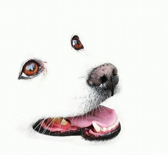 Собака - живопись, собака, животные - оригинал