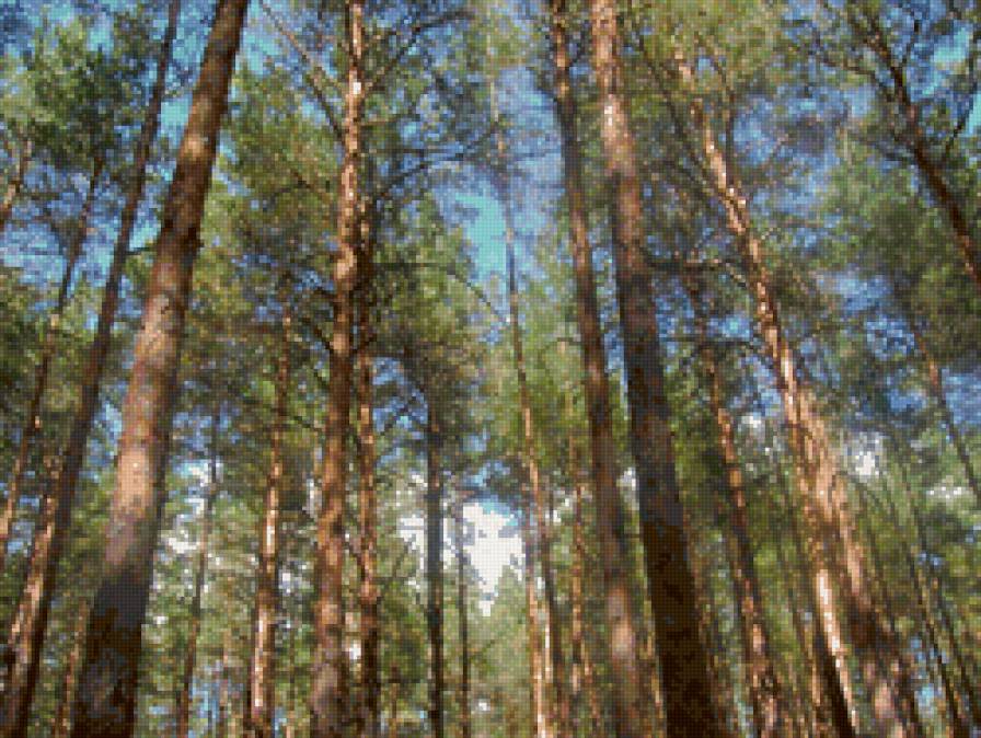 лес - лес, природа - предпросмотр