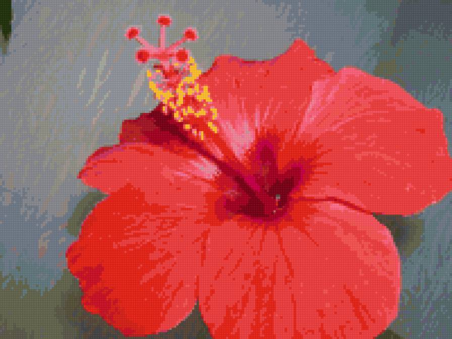 цветок - цветок - предпросмотр