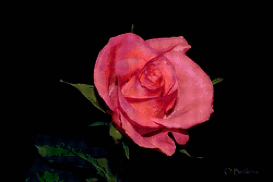 роза - розы, цветы, роза, цветок - предпросмотр