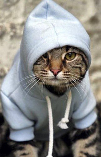 котик - оригинал