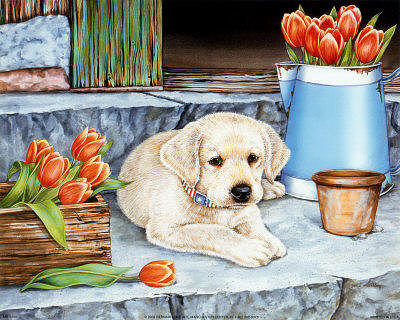 щенок - собака, животные, щенок - оригинал