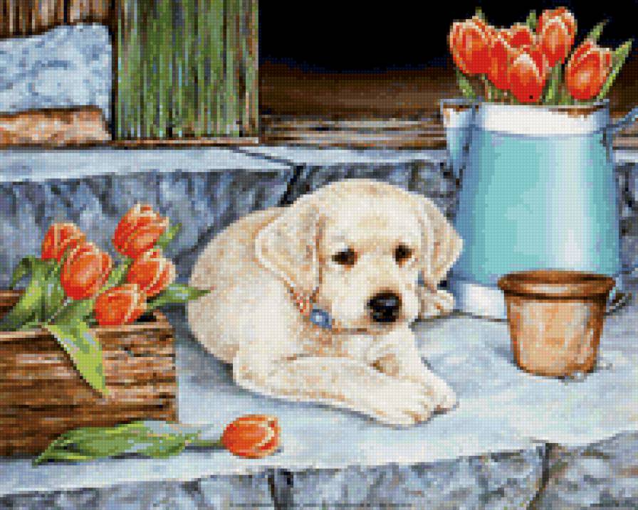 щенок - щенок, собака, животные - предпросмотр