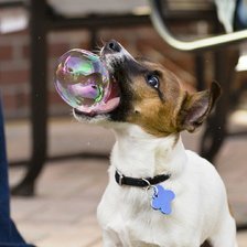 Пес лопает пузырь