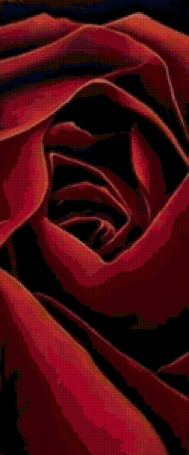 Роза часть 2 - роза, цветы - предпросмотр