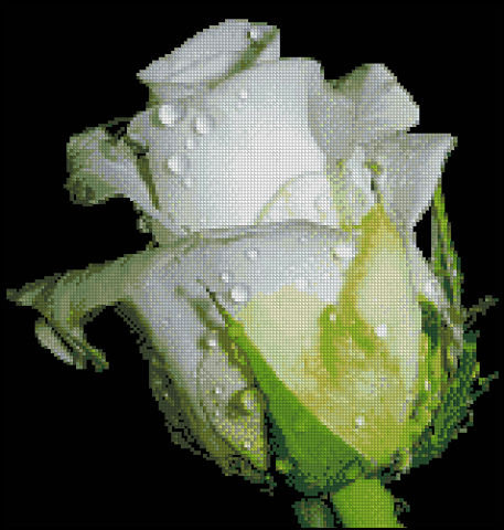 роза4 - цветы, роза - оригинал