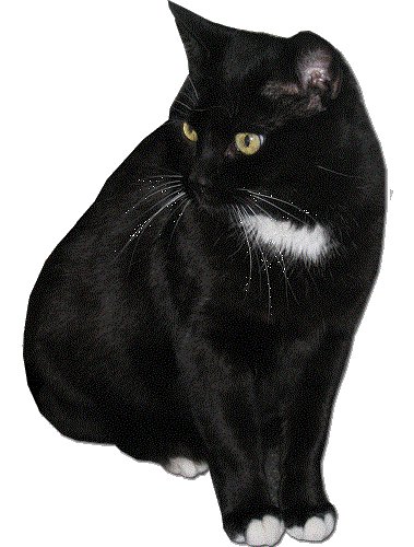 Черный кот - коты, животные, живопись - оригинал