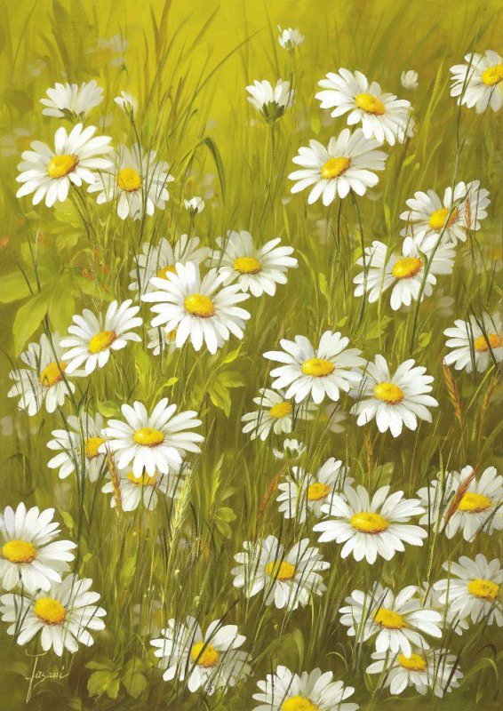 ромашки - цветы, фанзани, живопись - оригинал