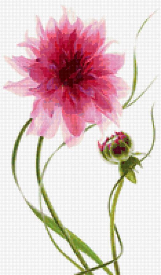 цветы - предпросмотр