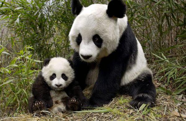 рядом с мамой - панда, животные - оригинал