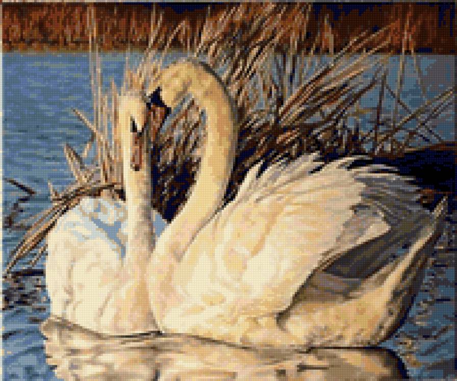 Лебеди - цветы, любовь, лебедь, природа, лебеди, грация, птицы - предпросмотр