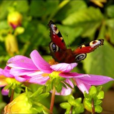 Схема вышивки «№51671»