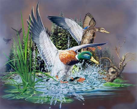 утки - природа, картина, утки, вода, красота, лето, живопись, птицы - оригинал