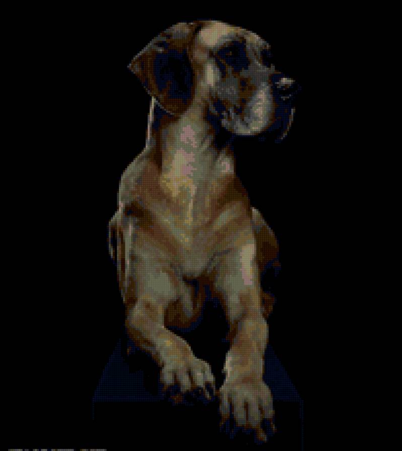 Дог - животные, дог, собака - предпросмотр