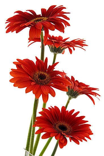 серия Цветы - цветы, природа - оригинал