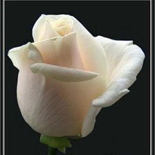 Схема вышивки «серия Цветы»