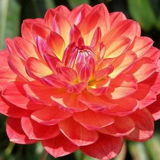 серия Цветы