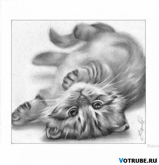 Котик - черно-белое, кот - оригинал