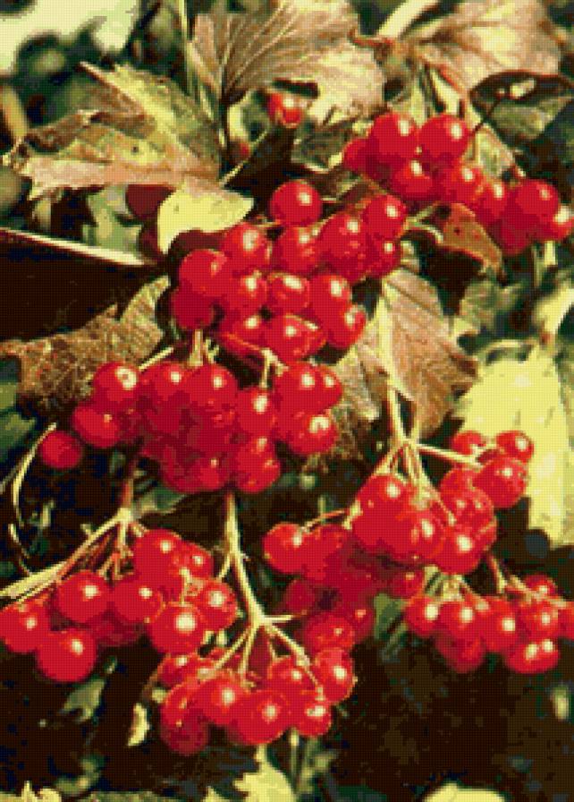 Калина - ягоды, природа, осень - предпросмотр