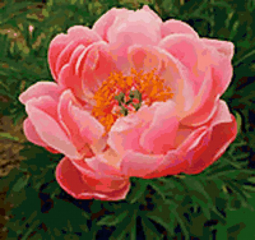 красивый цветочек - предпросмотр