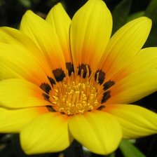 Жёлтый цветок макро