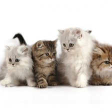 Схема вышивки «Четыре маленьких котёнка»