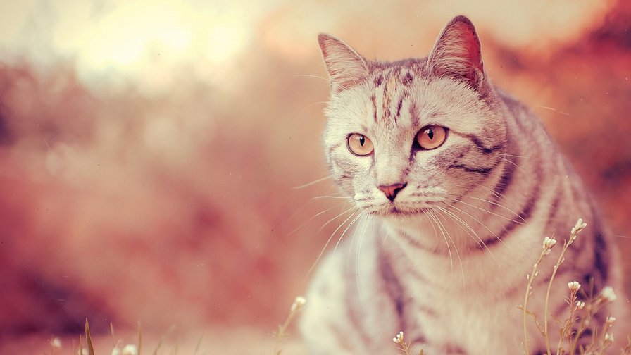 №53319 - оригинал