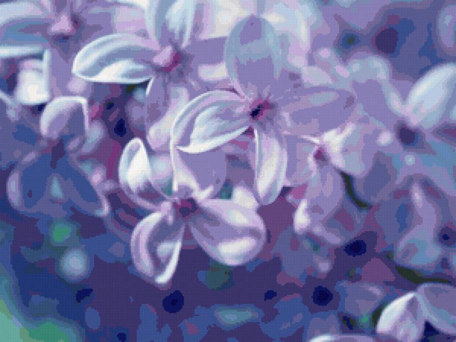 сирень - сирень, цветы - предпросмотр