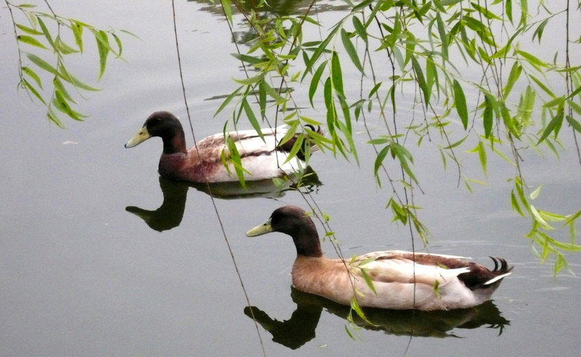 На воде - природа, озеро, животные, птицы - оригинал