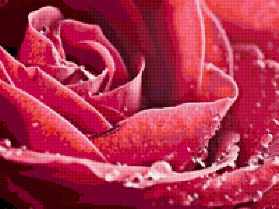 роза - цветок, роза, цветы - предпросмотр