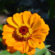 Схема вышивки «циния»