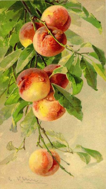 Персики - фрукты, ягоды - оригинал