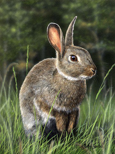 №53688 - заяц, живопись, животные, природа, кролик - оригинал