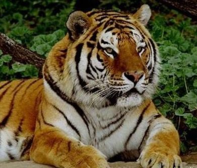 тигр - тигр, животные - оригинал