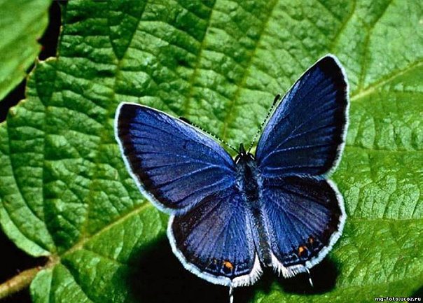 №53884 - бабочка, природа - оригинал