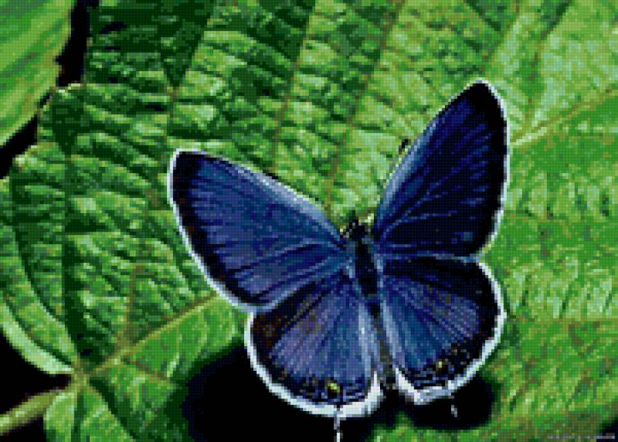 №53884 - бабочка, природа - предпросмотр