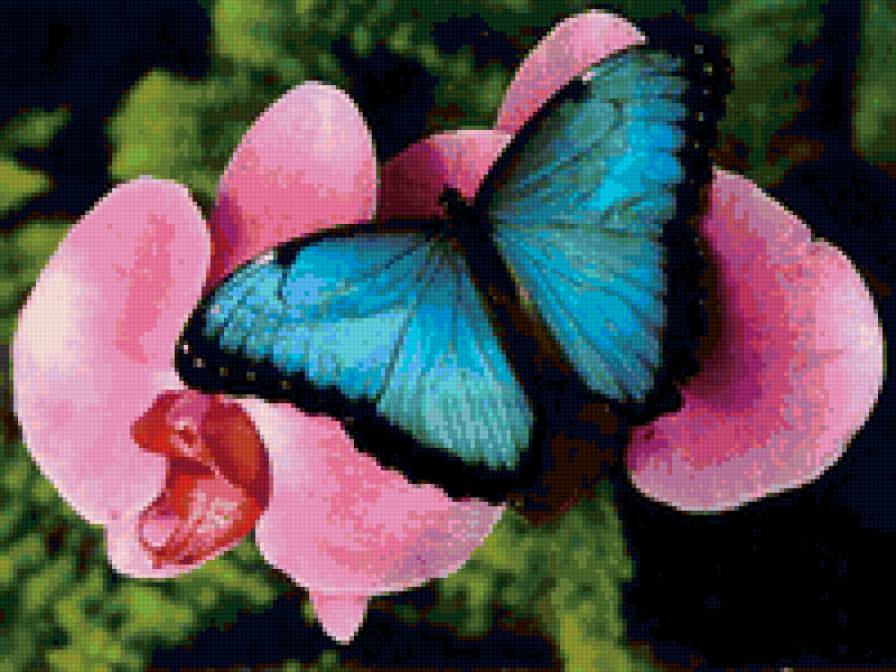 №53891 - природа, бабочка, цветок - предпросмотр