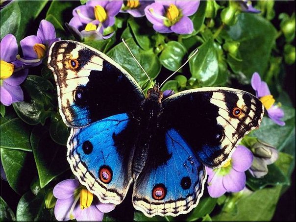 №53895 - бабочка, природа, цветы - оригинал
