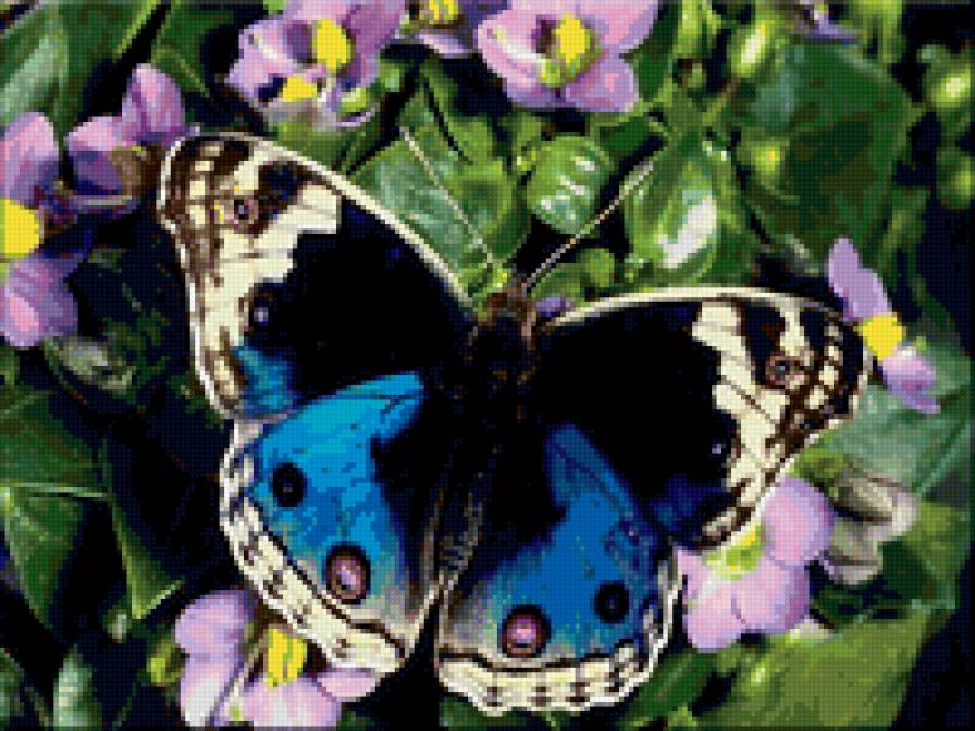 №53895 - природа, цветы, бабочка - предпросмотр