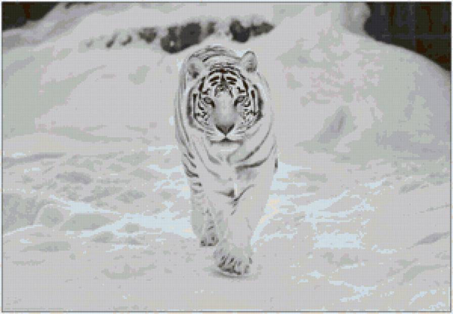 тигр - предпросмотр