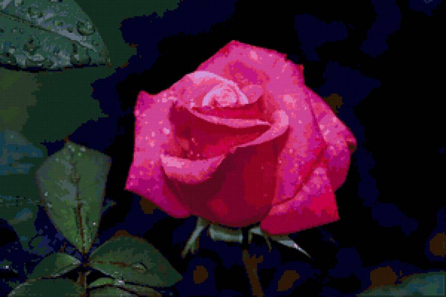 роза - цветы, капли, роза, розы, цветок - предпросмотр