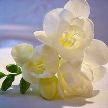 Оригинал схемы вышивки «орхидея» (№54381)