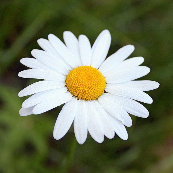 ромашка - цветок, ромашки, цветы - оригинал